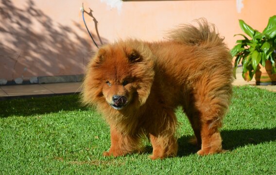 cachorro