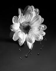 white flower on black background with water droplets