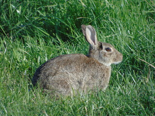 Lapin dans un champs