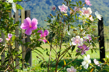 Litle pink and purple flowers in the garden