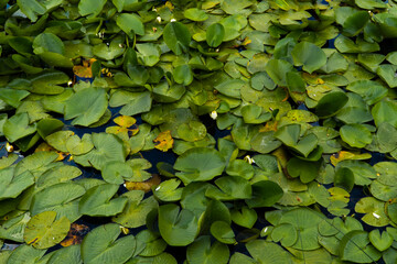 Plants in a lake