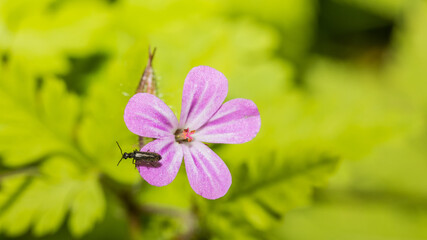 Fototapeta premium Käfer auf Lila Blume