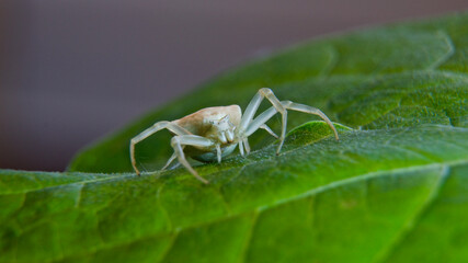 Cornered crab spider. White crab spider on the leaf. (Thomisus onustus)