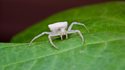 Cornered crab spider. White crab spider on the leaf. (Thomisus onustus)