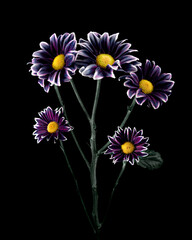 Asters tree on black background