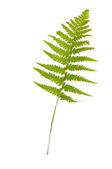 Wild Fern isolated on a white background