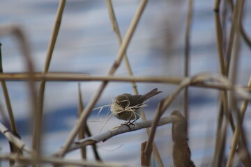 Muchołówka ,ptak muchołówka ,ptak budujący gniazdo © LBanacki