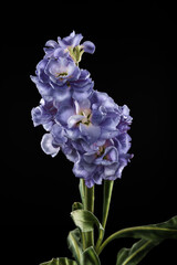 Stock flowers on black background