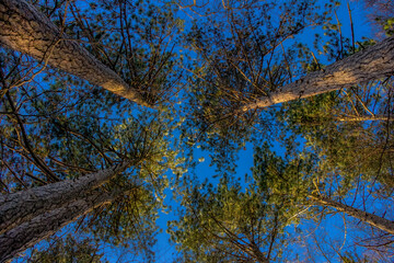 Pine trees from the bottom up against a blue sky in the evening sun