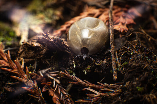 Vollgesaugte Zecke im Wald, Natur - Nahaufnahme