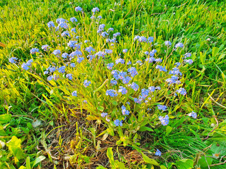 Forget-me-not MYOSOTIS (Niezapominajki, wu wangwo), a bush of flowers grows in the grass © Igor Pirozhkov