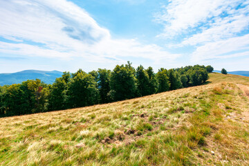 Fototapeta na wymiar grassy mountain meadow in summer. idyllic landscape on a sunny day. scenery rolling in to the distant ridge. beautiful blue sky with puffy clouds