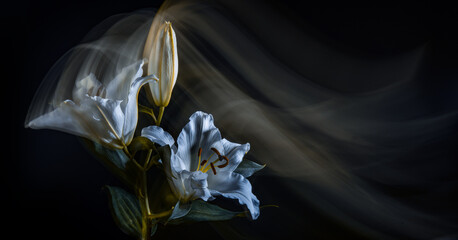 Lilies in motion on black background
