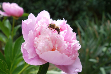 Biene auf rosa Pfingstrose