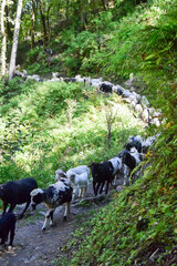 Naklejka na ściany i meble Group of goats on the way to Har ki dun, popular trekking course in Uttarakhand, India.