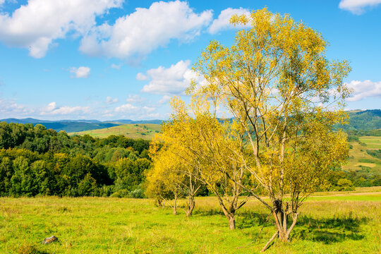 forest on the hillside meadow. beautiful countryside nature scenery. range of trees beneath a blue sky with fluffy clouds. sunny day in mountains