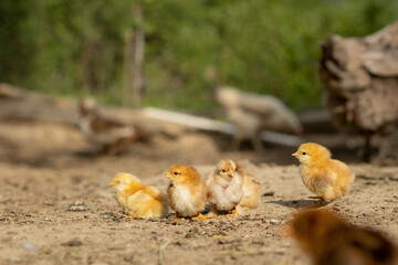 portrait of Easter little fluffy chickens walking in the yard on the farm yard on a Sunny spring day
