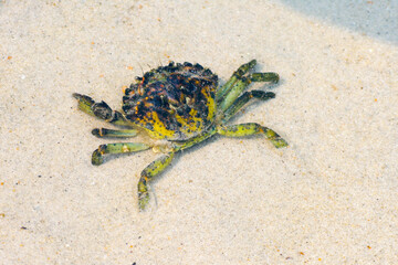 Close up of a green crab on the beach during low tide