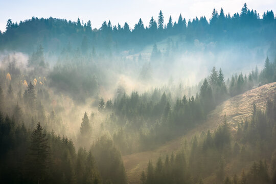 mist above the spruce forest on the hill. mysterious foggy weather in the morning. fantastic mountain scenery