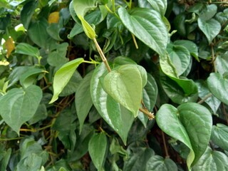 Close up betel (Piper betle) with natural background. Betel leaf is mostly consumed in Asia, as betel quid or in paan, with areca nut and tobacco