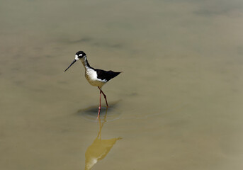 Black-Necked Stilt Wading in the Marshland