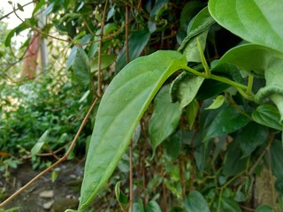 Close up betel (Piper betle) with natural background. Betel leaf is mostly consumed in Asia, as betel quid or in paan, with areca nut and tobacco