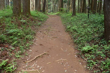 森林公園内の遊歩道