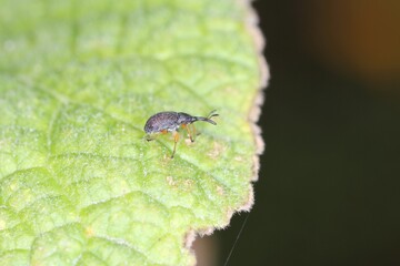 Copulating pair of hollyhock weevil (Rhopalapion longirostre) on Hollyhock plant. It is beetle from family Apionidae, invasive pest of hollyhock.
