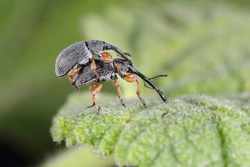 Copulating pair of hollyhock weevil (Rhopalapion longirostre) on Hollyhock plant. It is beetle from family Apionidae, invasive pest of hollyhock.