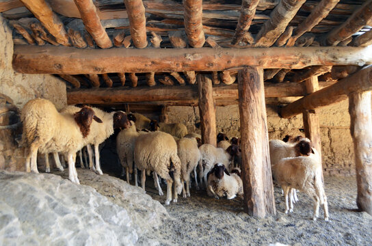 herd of sheep