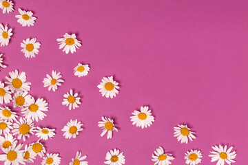 flower background with chamomile flowers on a pink background with copy space