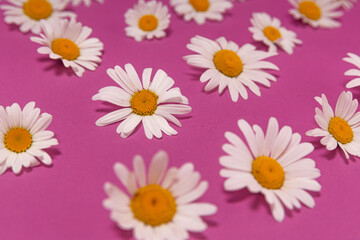 flower background with chamomile flowers on a pink background