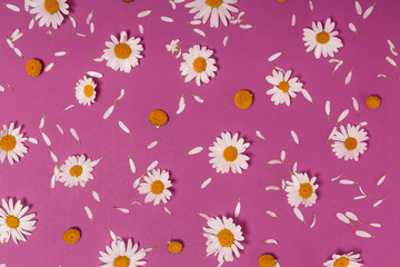 flower background with chamomile flowers on a pink background