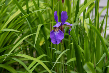 A beautiful and delicate springtime  iris