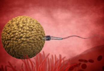 sperm. Spermatozoons, floating to ovule. egg cell - 3d render