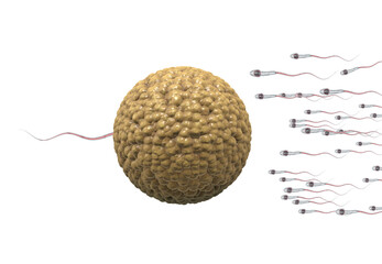 sperm. Spermatozoons, floating to ovule. egg cell - 3d render