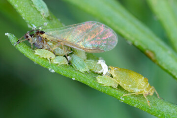Collony of Willow carrot aphid (Cavariella aegopodii ) on dill.