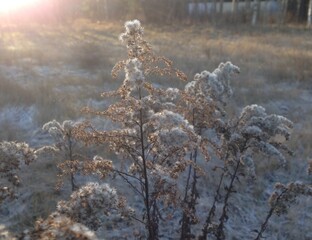 Plant in the winter morning