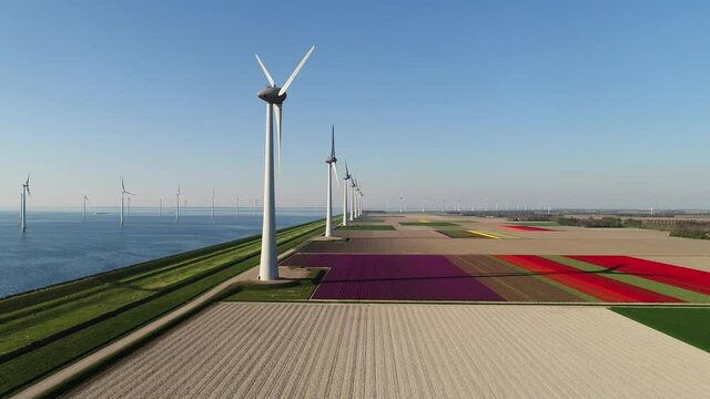 WS AERIAL POV Blossoming tulip fields and wind turbines in polders in spring / Urk, Flevoland, Netherlands