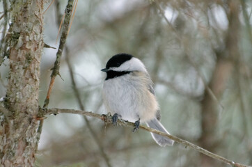 Black-capped Chickadee perched on a tree branch
