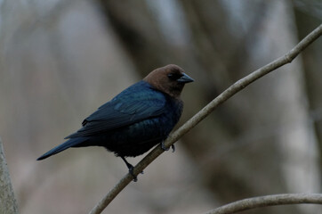 Brown Headed Cowbird perched on a tree branch