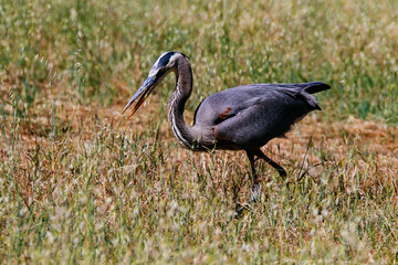 Great blue heron
