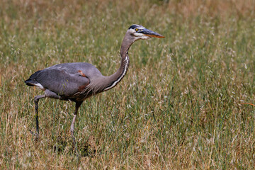 Obraz premium Great blue heron