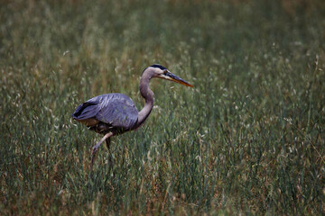 Fototapeta premium Great blue heron