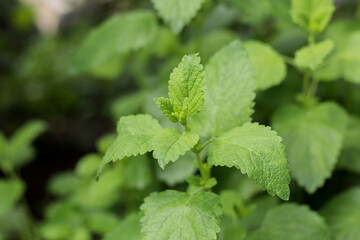 Lemon mint Bush close up