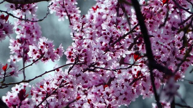 CU Japanese cherry tree in spring / Remich, Canton of Remich, Luxembourg