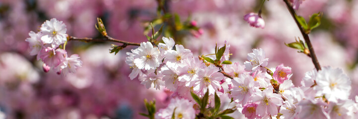 Beautiful cherry blossoms in spring season. Pink Sakura flower for the background. Selective focus.