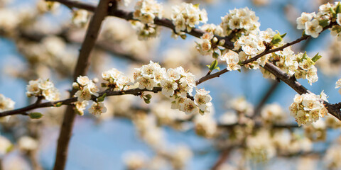Beautiful Spiraea blossoms in spring season on blurry blue sky background. Selective focus.