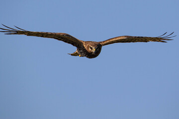 Lord of the sky, Falcon
