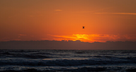 Fototapeta na wymiar Bird in sunset on the beach